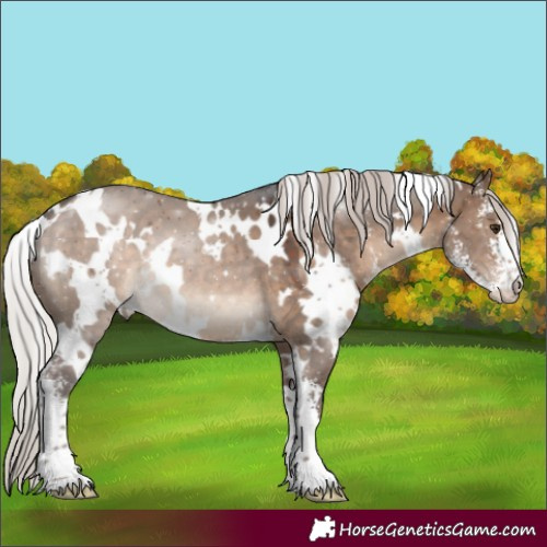 Horse Color:White Spotted Silver Brown Dun Sabino 