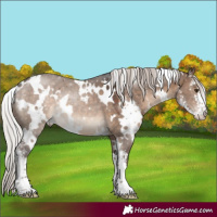 Horse Color:White Spotted Silver Brown Dun Sabino