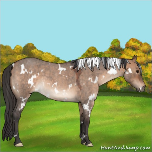Horse Color:White Spotted Bay Roan Dun Rabicano 