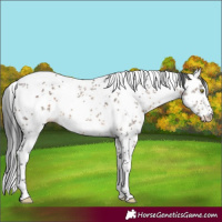 Horse Color:White Spotted Brown Dun Sabino Rabicano