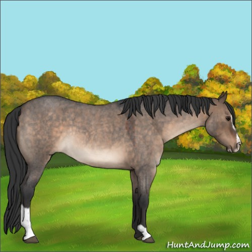 Horse Color:Brown Roan Dun Sabino Rabicano