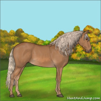 Horse Color:Chocolate Palomino 