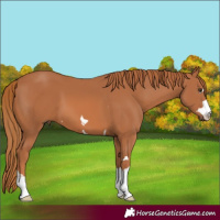 Horse Color:Chestnut 