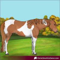 Horse Color:Chestnut Tobiano