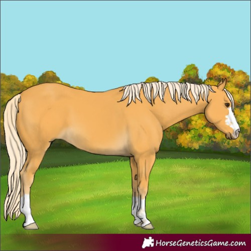 Horse Color:Palomino