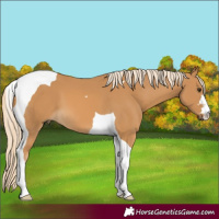 Horse Color:Palomino Tobiano 
