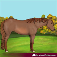 Horse Color:Chestnut 