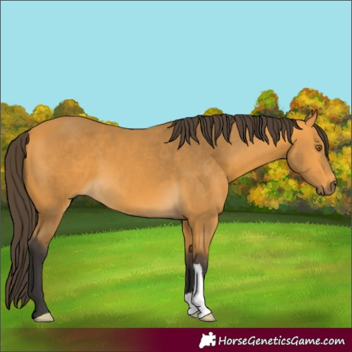 Horse Color:Buckskin 