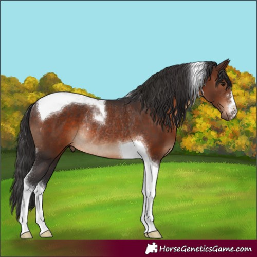 Horse Color:Brown Tobiano Rabicano 