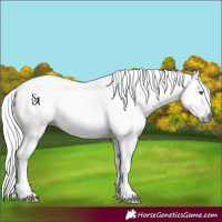 Horse Color:Gray Void Sable Champagne Dun Splash 