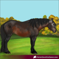 Horse Color:Gray Void Brown 