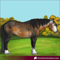 Horse Color:Gray Buckskin 