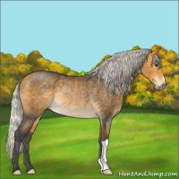 Horse Color:Silver Buckskin Roan Rabicano