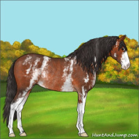Horse Color:White Spotted Bay Sabino Rabicano