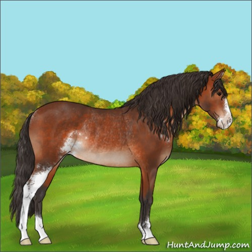 Horse Color:Bay Sabino Rabicano