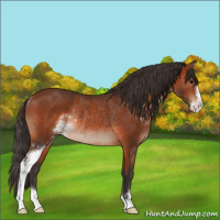 Horse Color:Bay Sabino Rabicano