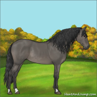 Horse Color:Grullo Rabicano 