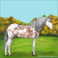 Horse Color:Bay Sabino Rabicano 