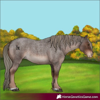 Horse Color:Liver Red Roan Mushroom Appaloosa Rabicano 