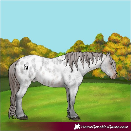 Horse Color:Brown Roan Mushroom Appaloosa 