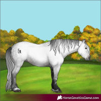 Horse Color:Gray Brown Mushroom