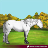 Horse Color:Gray Brown Mushroom 
