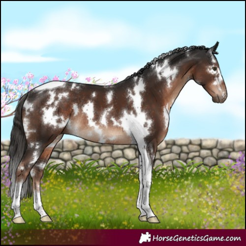 Horse Color:White Spotted Liver Chestnut Tobiano Rabicano 