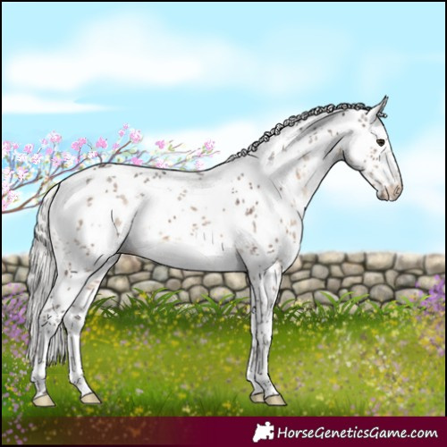 Horse Color:White Spotted Silver Brown Dun Sabino Brindle 