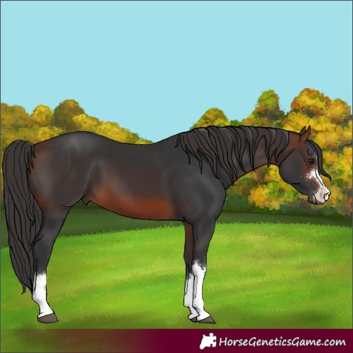 Horse Color:Brown 
