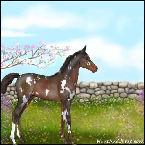 Horse Color:White Spotted Liver Chestnut Rabicano 