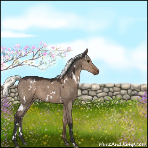 Horse Color:White Spotted Liver Red Dun Mushroom 