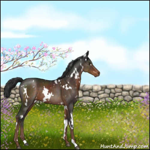 Horse Color:White Spotted Liver Chestnut 