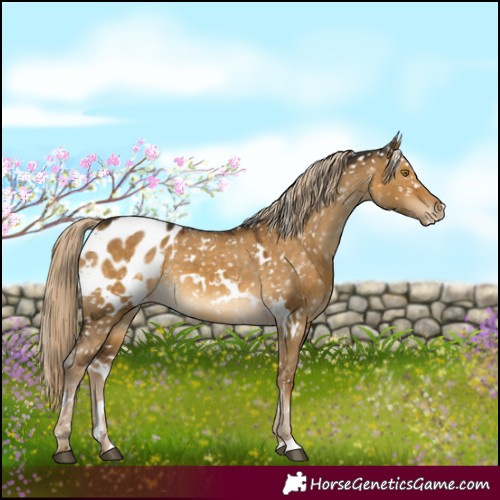 Horse Color:White Spotted Chocolate Palomino Dun Blanket