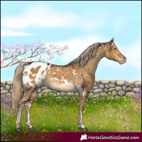 Horse Color:White Spotted Chocolate Palomino Dun Appaloosa 
