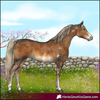 Horse Color:Chocolate Palomino Sabino 