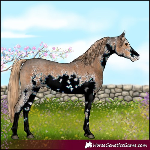Horse Color:White Spotted Chocolate Palomino Sabino 