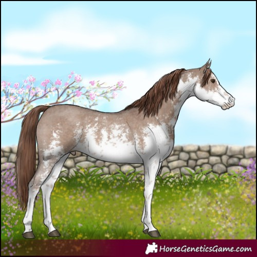 Horse Color:White Spotted Liver Red Dun Sabino 