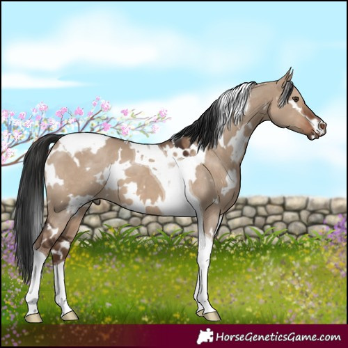 Horse Color:White Spotted Liver Red Dun Tobiano 