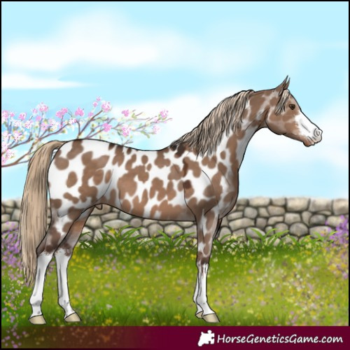 Horse Color:White Spotted Liver Red Dun Appaloosa 