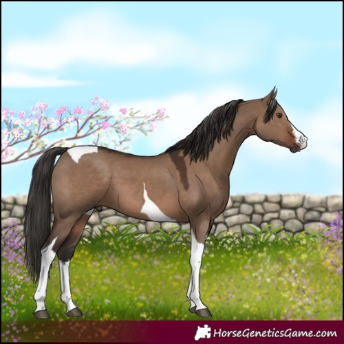 Horse Color:White Spotted Liver Red Dun Tobiano 