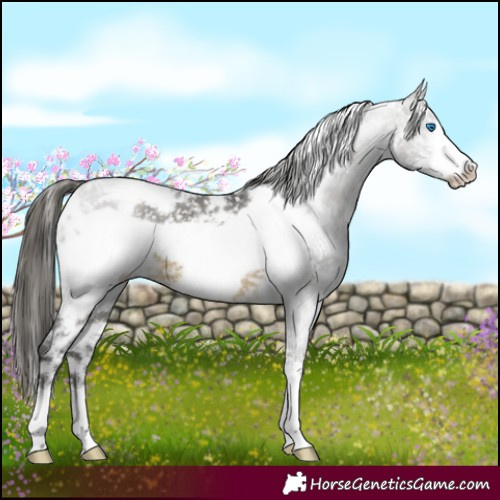 Horse Color:White Spotted Buckskin Mushroom Frame Appaloosa 