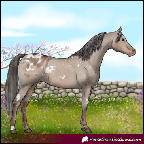 Horse Color:White Spotted Liver Red Dun Appaloosa 