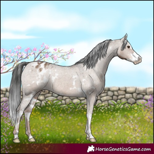Horse Color:White Spotted Liver Red Dun Varnish 