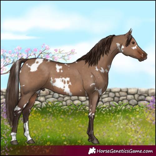 Horse Color:White Spotted Liver Red Dun 