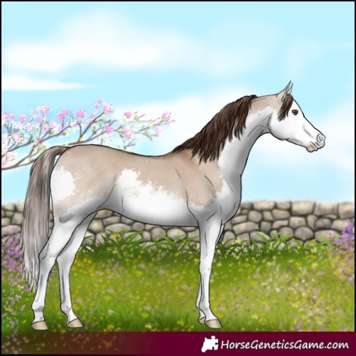 Horse Color:White Spotted Liver Red Dun Splash