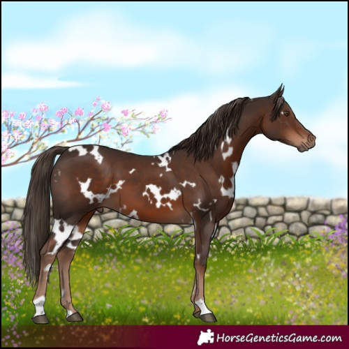 Horse Color:White Spotted Liver Chestnut 