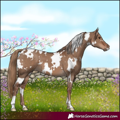 Horse Color:White Spotted Liver Red Dun