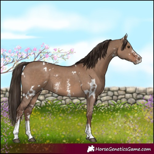 Horse Color:White Spotted Liver Red Dun Sabino 