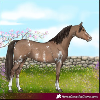 Horse Color:White Spotted Liver Red Dun Sabino 