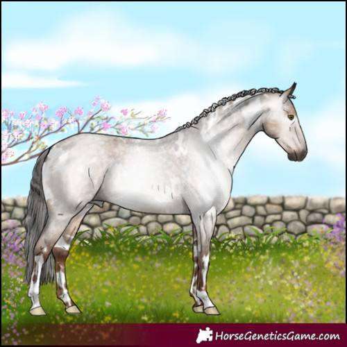 Horse Color:Gray White Spotted Liver Red Dun Roan 